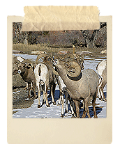 Rams at Rocky Ridge Outpost